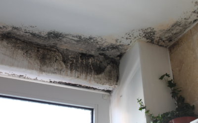How to Get Rid of Mould on Walls: Effective Treatment Tips for a Healthy Home